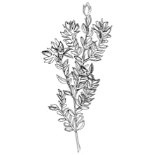 //davenes.com/cdn/shop/t/6/assets/davines-line-finest-pigment-deco-4.jpg?v=26652696539408005481564600781